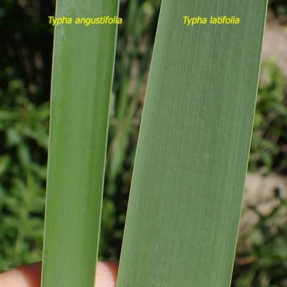 typha-latifolia-angustifolia