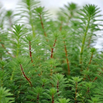 Уруть для водоёма