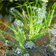 Валлиснерия прудовая