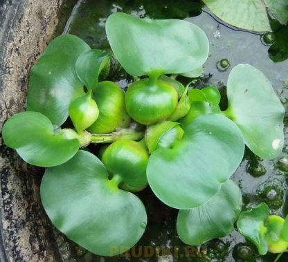 эйхорния - водяной гиацинт