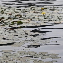 water-lily-prudiki