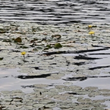 Водные лилии, питомник растений для водоёма