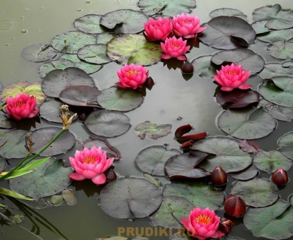 кувшинка Джеймс Брайдон