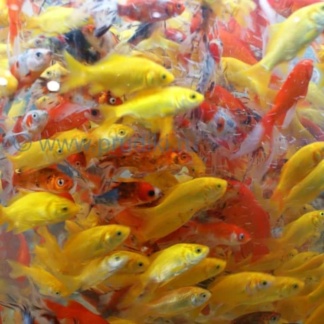 цветные рыбки в пруд