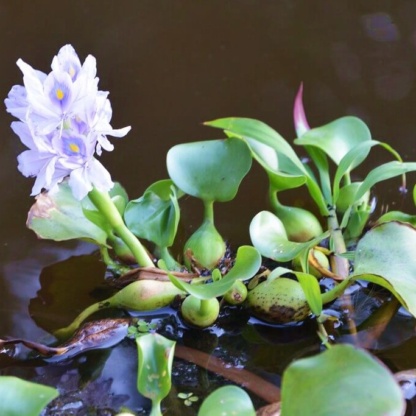 Eichhornia очищающий вид растений