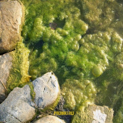 тина в водоеме