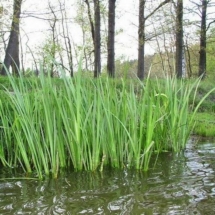 acorus-calamus Отличный вид травы для прудов