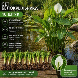Calla_palustris Белокрыльник прибрежное растение для водоёмов