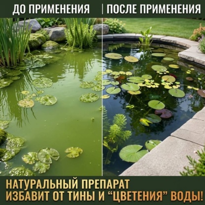 бактерии для очистки воды в пруду