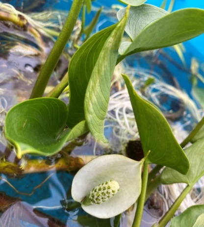 Белокрыльник калла болотная для декорирования низкорослыми видами растений водоёма