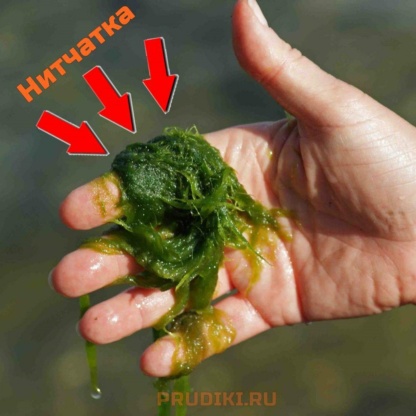 нитчатка в пруду