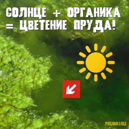 почему цветет пруд