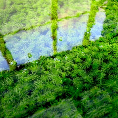 Элодея - красивая водоросль для украшения прудов