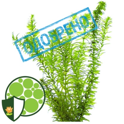 Элодея - игерия водная