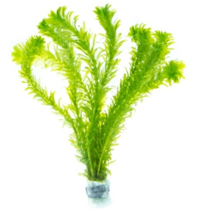 Элодея биофильтр для прудов