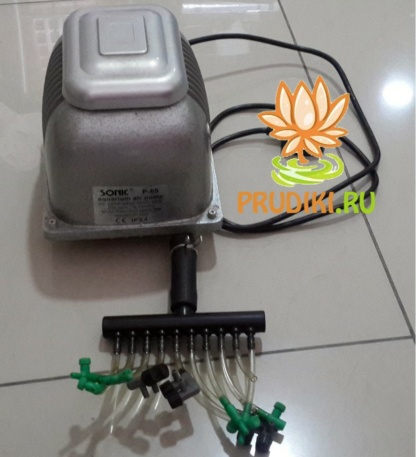 Sonic P-65