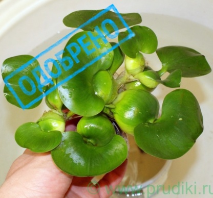 Водный гиацинт из подмосквья