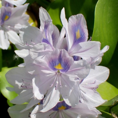 Водяные плавающие растения гиацинты