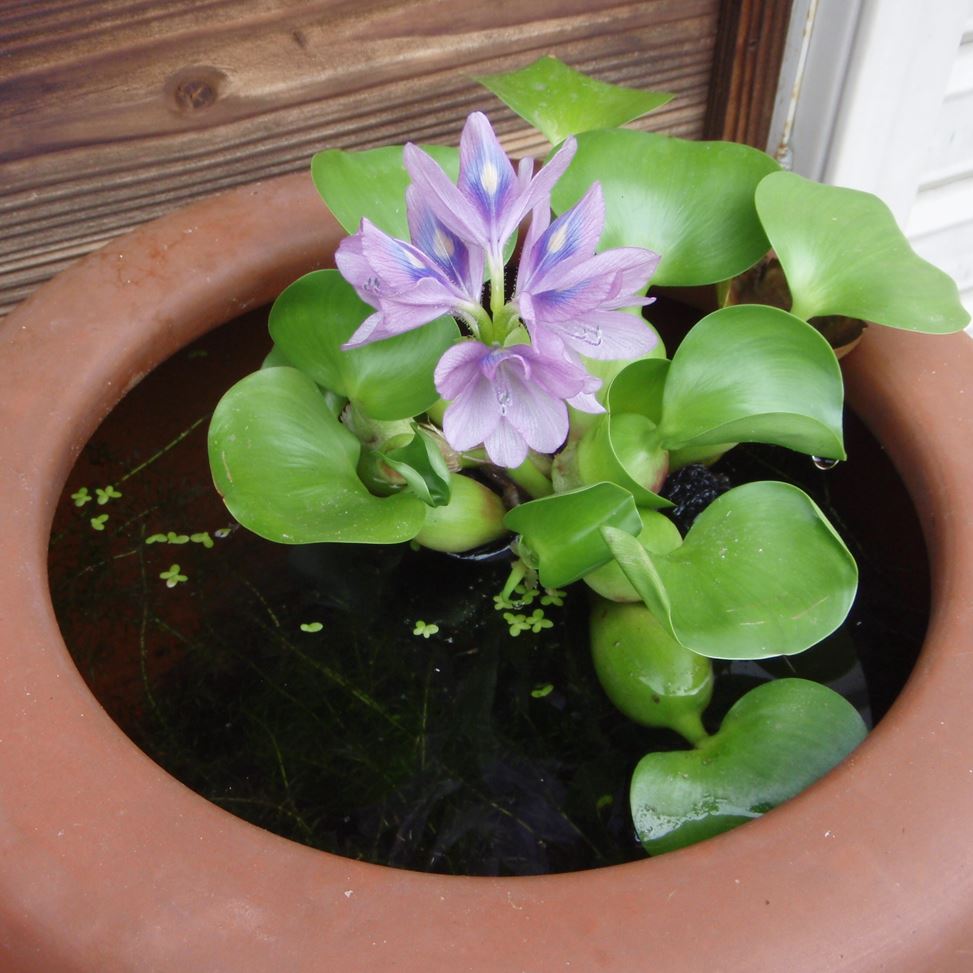 water-hyacinth-eichhornia-crassipes-Водный гиацинт, растёт в вазоне