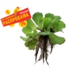 распродажа плавающих растений