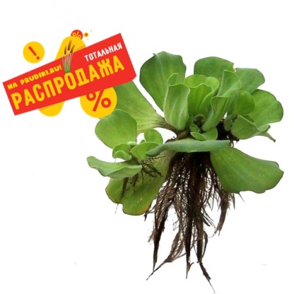 распродажа плавающих растений
