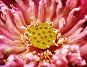 сердцевина цветка лотоса