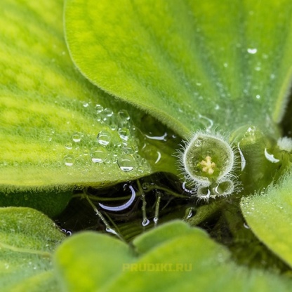 водная роза как цветет
