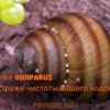улитка Вивипарус