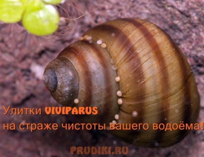 улитка Вивипарус
