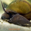 улитка Viviparus