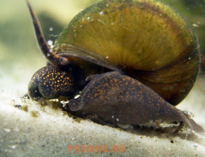 улитка Viviparus