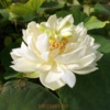 Nelumbo White Special
