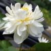nelumbo_white Белый махровый цветоклотоса священного, продажа клубнями, для пруда и вазона