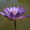 Nymphaea Panama Pacific
