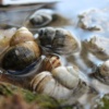 улитка водная