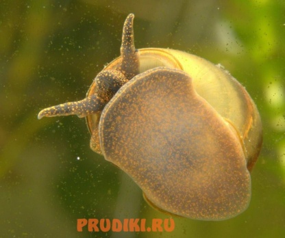 Viviparus