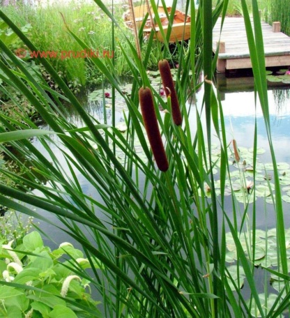 рогоз узколистный