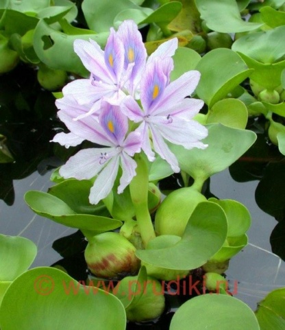 Цветок водного гиацинта