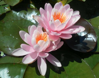 Водная лилия Файр Крест