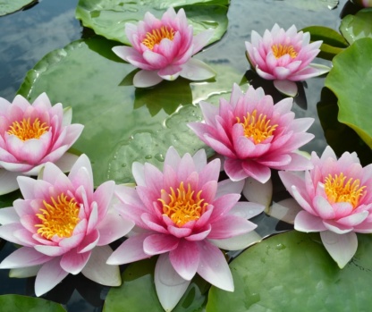 Нимфея Fire Crest