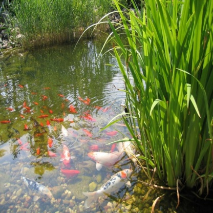 кормление рыб