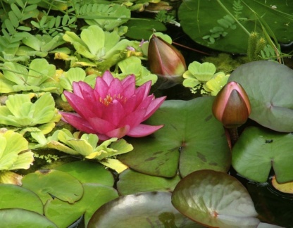 Пистия и нимфея