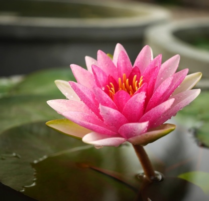 крупная красная лилия