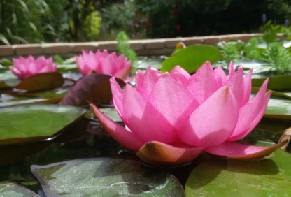 дж брайдон кувшинка