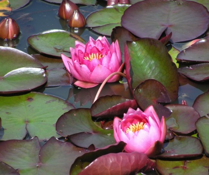 Джеймс Брайдон