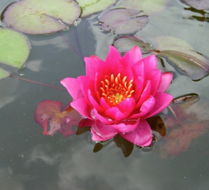 ярко-красная водная лилия