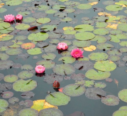 Нимфея James Brydon