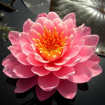 пионовидная нимфея