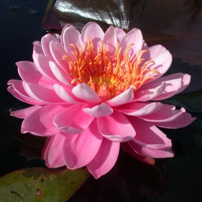 Nymphaea-Fire-Opal Кувшинка розовая махровая Fire opal