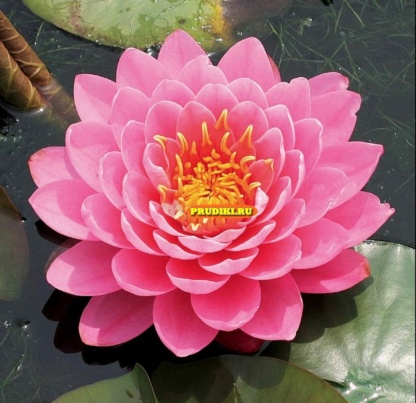 Крупная розовая нимфея